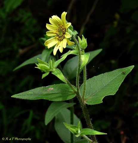 {Silphium mohrii}